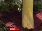 Maior planta carnívora do mundo floresce após 17 anos