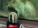 Leoa tenta morder criança em zoo dos EUA