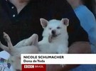 Vira-lata é eleito o cão mais feio do mundo nos EUA