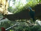 Líderes da Amazônia criticam planos de exploração do Equador