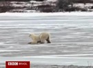 Ativistas fazem "Big Brother" com urso pela Internet
