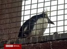 Com ciúmes de pandas, pinguins descontam no público de zoo