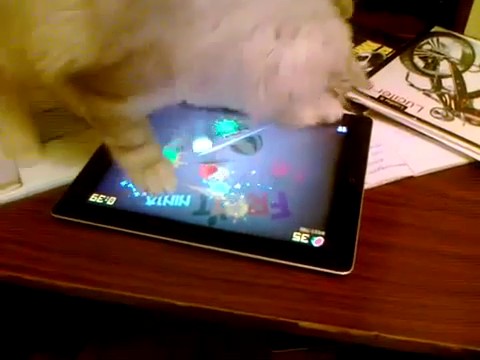 Gato brinca com Fruit Ninja no iPad