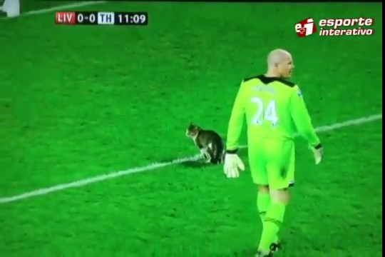 Gato invade campo e dá olé em seguranças no Campeonato Inglês - Fotos - R7  Futebol