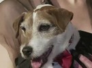 Cachorro de “O Artista” ganha prêmio "Coleira de Ouro"