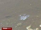 Baía de Guanabara continua poluída após promessas na Eco 92