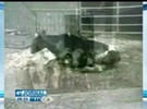 Mulher sofre com a doença da vaca louca no Rio de Janeiro
