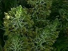 Ibama anunciou que a maior orquídea do mundo floresceu