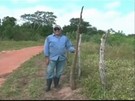 Homem encontra mandioca gigante com 2 m de altura no RN