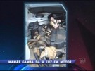 Família de gambás é achada dentro de motor de carro no RS