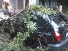 Burocracia dificulta a poda de árvores em São Paulo