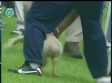 Torcida do Quilmes joga galinha em campo para provocar River