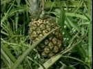 Produção de abacaxis vem crescendo no Rio Grande do Sul