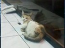 Gata é capturada perto de presídio carregando celulares