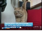 Cachorro salva a vida de gato na Nova Zelândia