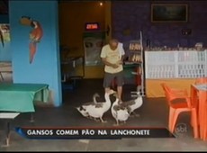 Gansos vão à lanchonete diariamente  buscar comida no RJ 