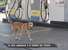 No Rio, cachorro 'trabalha' em posto de gasolina e tem até crachá