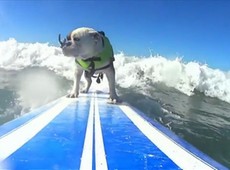 Cachorro surfista e recorde de ruivos estão entre imagens curiosas de 2013 