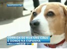 Corrida de rua une cães e donos na Espanha