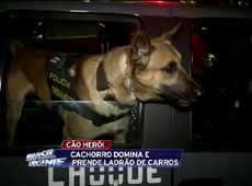 Pastor-alemão ajuda na prisão de suspeito de roubo de carros