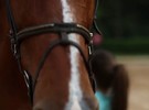 Folhinha: Esportes com cavalo vo de salto a acrobacias