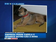 TAM perde cadela e oferece outro cão à dona