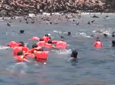 Lobos-marinhos nadam com banhistas no Peru 