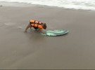 No Peru, bulldog skatista adere ao surfe; veja manobras em vdeo