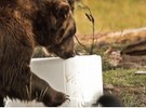 Em vdeo, urso faz de tudo para abrir geladeira em teste de resistncia