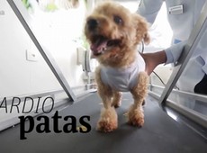 Cães "geração saúde" superam doença cardíaca com caminhadas