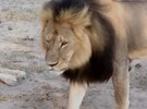 Vdeo mostra leo Cecil, famoso no Zimbbue, antes de ser morto por caador