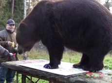 Conhea as obras de Juuso, o urso pintor de meia tonelada