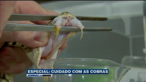 Cuidado com as cobras: série mostra como extrair veneno de cobra