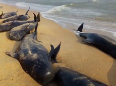 Mais de cem baleias encalham e ao menos 45 morrem no sul da ndia
