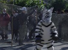 Zoolgico japons encena fuga de zebra; assista