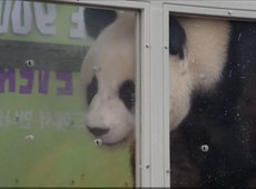 Casal de pandas gigantes  recebido com pompa na Coreia do Sul