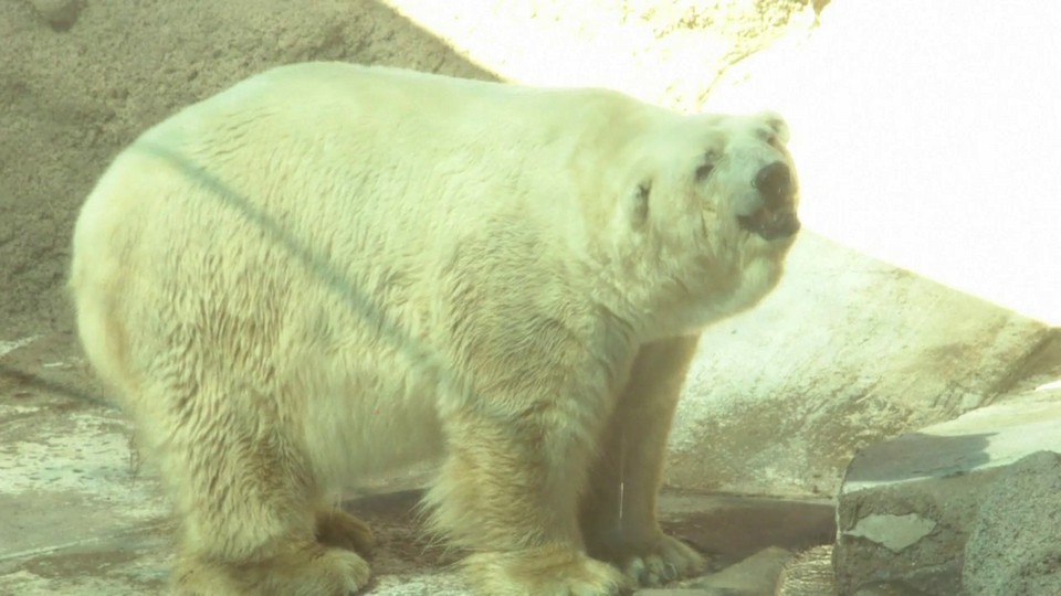 Urso Polar Band