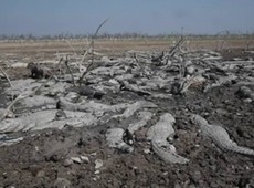 Seca no Paraguai deixa cemitrio de jacars ao cu aberto