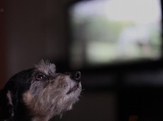 'Petflix': Com eficcia questionvel, TV para bichos promete entret-los