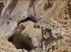 Urso é achado durante escavação na Turquia
