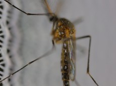 Cincia aposta em insetos modificados para reduzir a transmisso de doenas