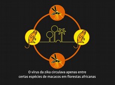Entenda o ciclo do vrus da zika