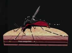Entenda como o Aedes aegypt transmite doenas