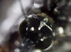 Veja a picada do mosquito Aedes aegypti em alta definio