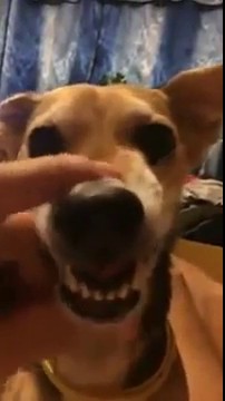 O Cachorro Que Canta Lalala Tv Uol