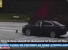 Cachorro ajuda no socorro da dona atropelada