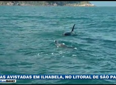 Orcas são avistadas em Ilhabela