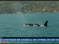 Orcas são avistadas em Ilhabela