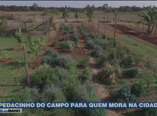 Horta virtual faz sucesso com entrega de produtos em casa