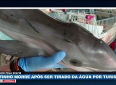 Golfinho morre após ser retirado da água por turista